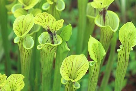 Graines de plantes Nepenthes 50 pièces vertes