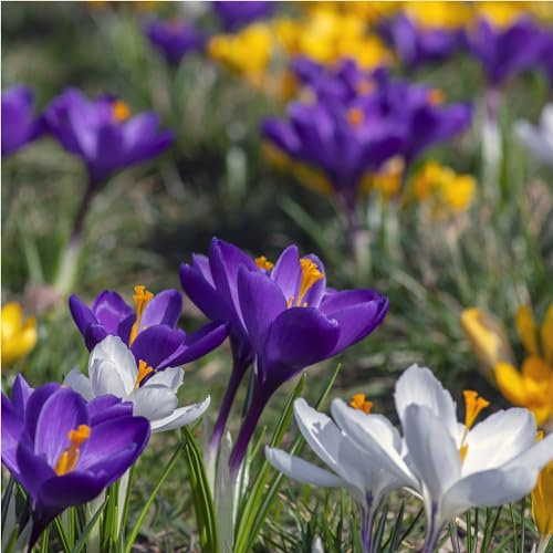 mgc24® Krokus Mischung großblütig - 100 Blumenzwiebeln (ca. 7-8mm)