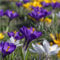 mgc24® Krokus Mischung großblütig - 100 Blumenzwiebeln (ca. 7-8mm)