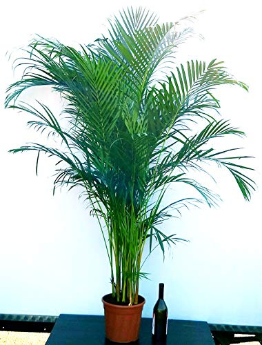 POWERS TO FLOWERS - ARECA, PALMA DI ARECA XXL esemplare di altezza 200cm, pianta vera