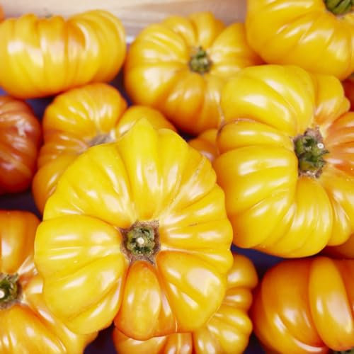 500 pcs ochsenherz tomatensamen bio wintergemüse bio saatgut pflanze zimmerpflanze winterfeste pflanzen für kübel gemüsesamen alte sorten balkonpflanzen winterhart exotische samen