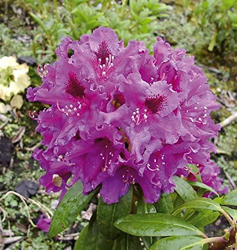 Großblumige Rhododendron Azurro 60-70cm - Alpenrose