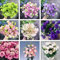 Inklusive Dünger – 515 Bunte Eustoma Samen Winterhart, Eustoma Dornenlose Rose Samen, Lisianthus Samen für Innen- & Außenanbau, Perfekt für Sträuße, Dekoration & Garten (Mischen)