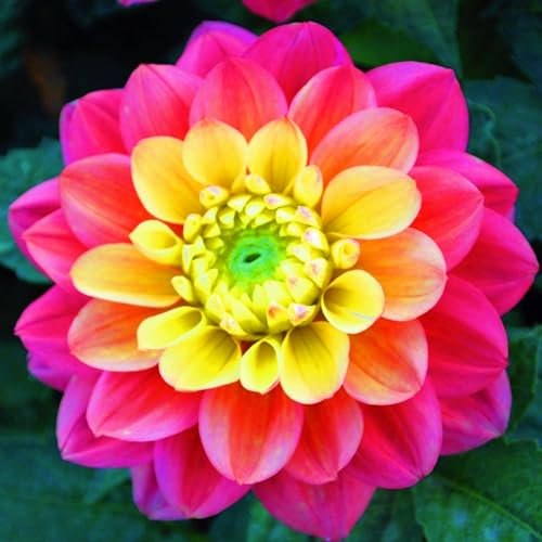 Bulbi Di Dalia-Bulbi Di Dalia Gigante,Bulbi Dalia Perenni,Bulbi Di Dalia,Tubero Della Dalia,Fiori Da Giardino,Bulbi Di Zinnia,Bulbi Di Piante-8Bulbi-b