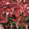 Glanzmispel 'Camilvy' - Photinia Fraseri 'Camilvy' - 40-60 cm Topf - Immergrüne Pflanze mit rotem Austrieb