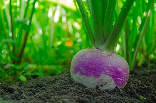300 Semi di rapa Rotondo di Nancy - verdure antiche orto - sementi contadine riproducibili - SemiWild