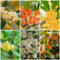 10 pcs Osmanthus baum samen - bienenweide saatgut dekoration wohnzimmer schmetterlingsflieder winterharte pflanzen für garten gartenblumen blumenwiese samen bäume