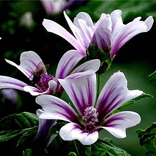 Weiß Malve Samen Malve Pflanze MehrjäHrig Winterhart Malven Saatgut Blumensamen Gastgeschenk Balkonblumen Winterharte Pflanzen FüR Garten Wildblumensamen Blumenwiese Geschenk 200 Seeds