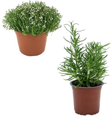 Kit Plantas Cocina: 1 Tomillo + 1 Romero Plantas Naturales de Interior o Exterior