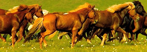 Lentikular-Lesezeichen mit Wackelbild/Wechselbild Pferd, Lesezeichen für Kinder als Mitgebsel: PFERDE-HERDE IM GALOPP (Nr. 10169)