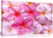 Panther Print Kunstdruck auf Leinwand, Motiv Frühlingsblumen, 45,7 x 30,5 cm, Pink/Violett