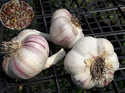 Knoblauch Samen Bulbillen Kharkovskiy Lila Organisch gewachsen Ukrainische Herb NON-GMO