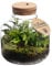 vdvelde.com - Jungle Biosphere - Farne Pflanze - Glas Ø 21 cm ↥ 21 cm - Mit Licht