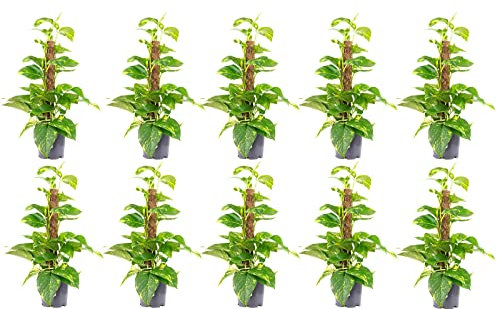 10er-Set Efeutute am Moosstab - echte Zimmerpflanze, Epipremnum aureum - Höhe ca. 50 cm, Topf-Ø 15 cm