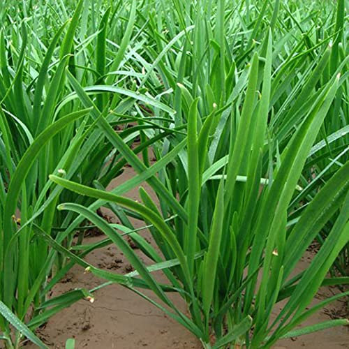 Haloppe 500 Stücke Chinesischer Schnittlauch Gemüse Samen für Hausgarten Pflanzen, Chinesischer Schnittlauch Samen Garten Yard Grüne Zwiebel Gemüsepflanze Chinesische Schnittlauchsamen