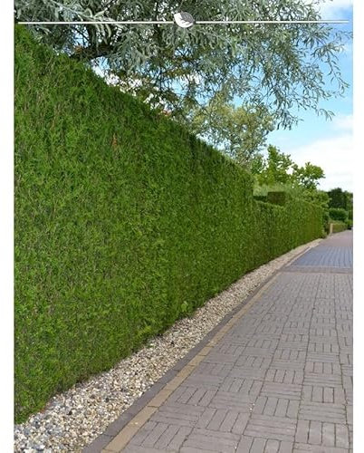 Lebensbaum Thuja Brabant 200-225 cm. 20 Thuja Pflanzen. Sichtschutz Hecke