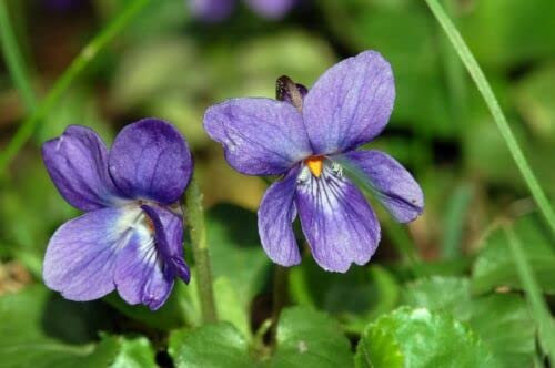 15 graines de VIOLETTE ODORANTE (Viola Odorata) G465 SWEET VIOLET SEEDS SAMEN SEMI