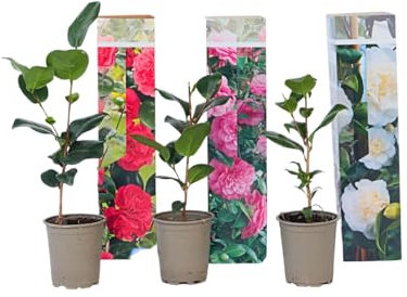 Plant in a Box - Mezcla de 3 Camellia Japonica - Rosas japonesas - Maceta 9cm - Altura 25-40cm