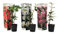 Plant in a Box - Mezcla de 3 Camellia Japonica - Rosas japonesas - Maceta 9cm - Altura 25-40cm