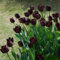 10 pcs tulpenzwiebeln winterhart mehrjährig, Wildtulpen Zwiebeln, ostergeschenke zwiebel tulip tulpenzwiebeln kaufen - Tulipa gesneriana - blumengarten zimmerpflanzen echt steingartenpflanzen