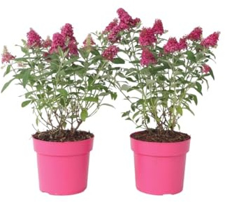 Plant in a Box - Buddleja Candy Little Ruby - 2er Set - Buddleja davidii - Schmetterlingsflieder Winterhart - Rote Blüten - Topf 19cm - Höhe 30-40cm