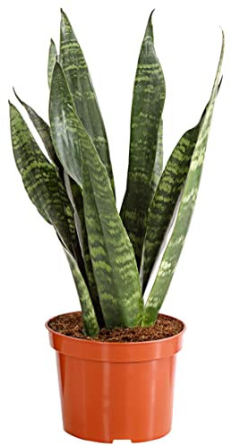 Dehner Teufelszunge, Sansevieria zeylanica, grün panaschierte Blätter, 30-50 cm, Ø Topf 12 cm, Zimmerpflanze