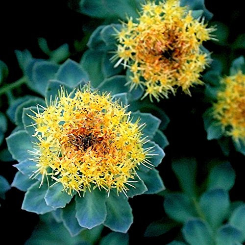 New roseroot Stonecrop Golden Rose Wurzel Sedum Rhodiola Rosea gelbe Blume 25+ Seeds