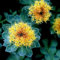 New roseroot Stonecrop Golden Rose Wurzel Sedum Rhodiola Rosea gelbe Blume 25+ Seeds