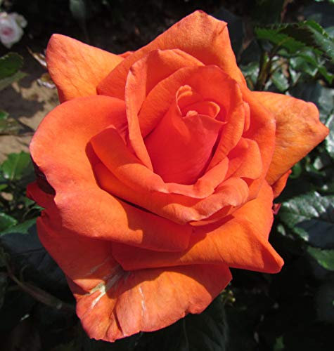 Wonderful You - 5.5lt Potted Hybrid Tea Garden Rose Bush - Exclusive & New, Deep Orange with Very high Disease Resistance