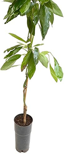 Avocado innestato Hass autofertile 120 cm 2 anni e mezzo