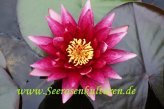 1 SEEROSE der Sorte Atropurpurea, rote Blüte
