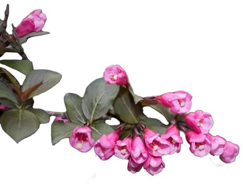 Weigela Plants, 'Florida Purpurea', 1 x Full Plans in a 2 Litre Pot, Weigelas, Garden Ready and Ready to Plant, Premium Quality Perennials