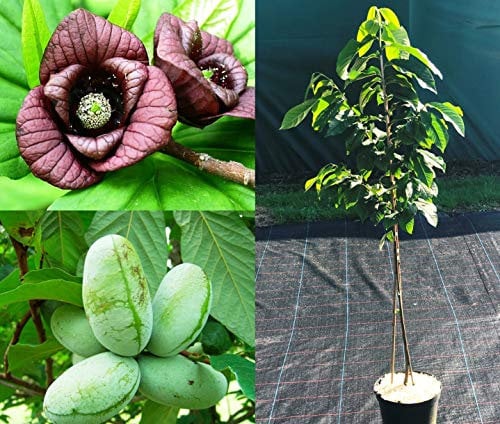 Asimina triloba Prima. Indianerbanane, Papau, Pawpaw, Baum ca.80/100 cm.