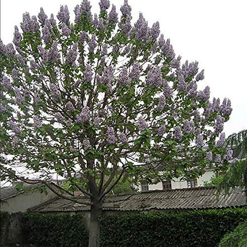 Benoon Paulownia Imperialis Baum, 100 Stück/Beutel Paulownia Imperialis Samen Schöne Frische, Glockenförmige Blumen Schnell Wachsende Baumsamen Für Den Außenbereich Samen