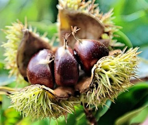 albero da frutta Castagno Sativa 2 anni 160 cm Vivaio Annese