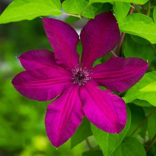 5 pcs clematis pflanzen zwiebeln - blumenzwiebeln mehrjährig winterhart Clematis florida, zwiebeln dachbegrünung bodendecker pflanzen winterhart hochbeete für garten flower dekoration