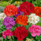 Nouveau frais 100pcs graines de fleurs de géranium