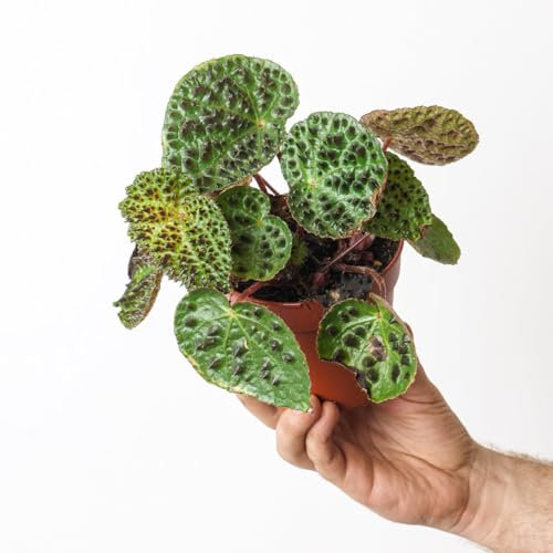 Begonia Ferox, Rare and Unusual Easy Care Houseplant 13cm