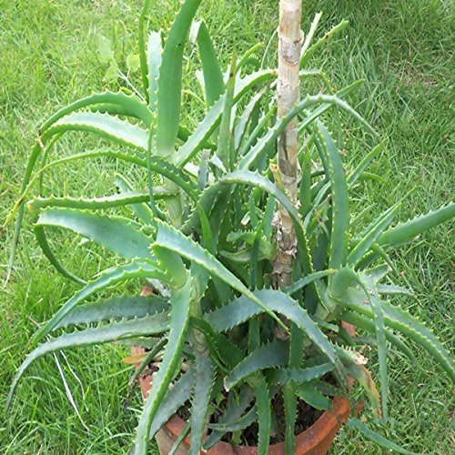 Seeds Easy System Balcony Patio in Vase Flower Seeds, Herbs Rare Aloe Vera Seeds -20 PC/Lotto: Only seeds