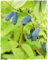 Pianta di Mirtillo Siberiano LONICERA KAMTSCHATICA ‘BALALAIKA’ in vaso Ø 17 cm h. 50/60 cm