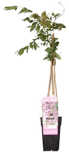 Wisteria Floribunda 'Rosea' – 65 cm – Ø 15 cm