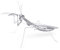Fascinations MMS069 - Metal Earth 502700 - Praying Mantis (Gottesanbeterin), lasergeschnittener 3D-Konstruktionsbausatz, 1 Metallplatine, ab 14 Jahren