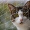 Pet Prime Cat Safety Net for Balcony Window Transparent Protective Net for Cats Pet Anti-escape Net Invisibel Safety Fence Include Fixing Set (2x1.5m)