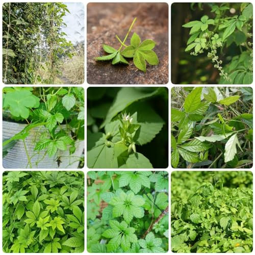 350 pcs jiaogulan samen bio kleine geschenke pflanzenkübel deko pflanzen grüne heilkräuter pflanztopf dachbegrünung kräuter pflanzen balkonpflanzen winterhart winterharte pflanzen