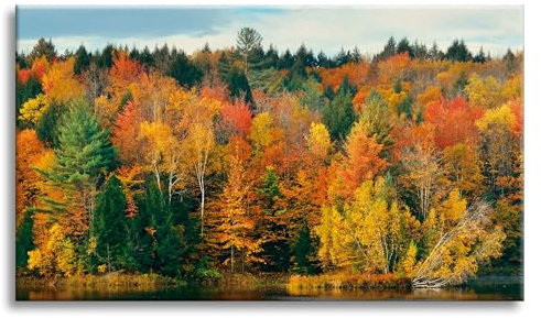 GP TONER Leinwandgemälde für Büro- und Wohnungsdekoration Bunte Baumblätter Herbst Natur 70x50 cm