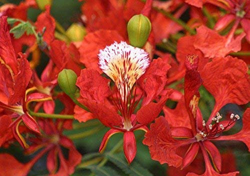 Delonix Regia - Royal Poinciana - Bonsai Tree & Semillas de plantas tropicales raras (10)