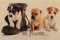 oKu-Tex Design Fußmatte Hunde Welpen Puppies, lustiges & niedliches Motiv, beige, rutschfest & waschbar, 40 x 60 cm, Deko Dekorativ