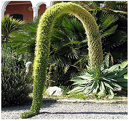 (10) Semi agave attenuata -'S collo di cigno, Coda LEONE, Seed Agave:Seeds
