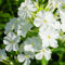 anwhriet 50pcs/Bag -Phlox -Samen, schnelles Wachstum blühende weiße Blütensonne bevorzugen Phlox -Sämlinge, leicht zu stellten Samen für Balkon zu erhalten