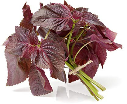 Purple-Perilla-Mint- (1500+) Beefsteak-Plant-Chinese nankine Spice Herbal Seeds Seme da orto facile da coltivare, semi da giardinaggio